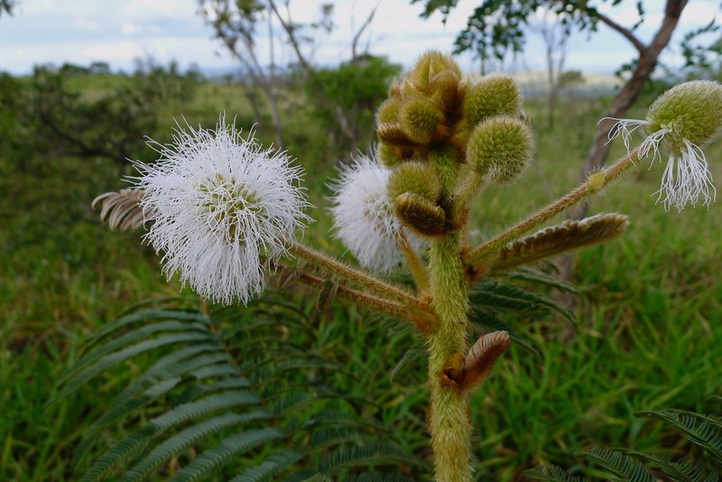 Mimosa regina photo 2