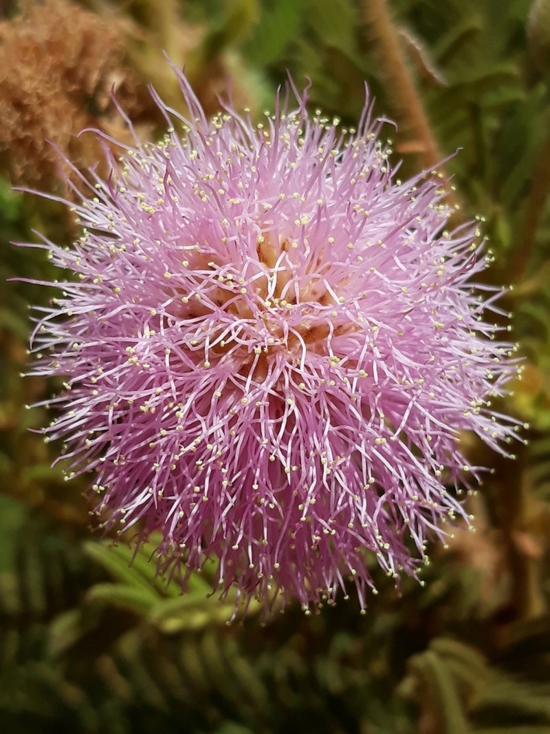 Mimosa regina photo 3