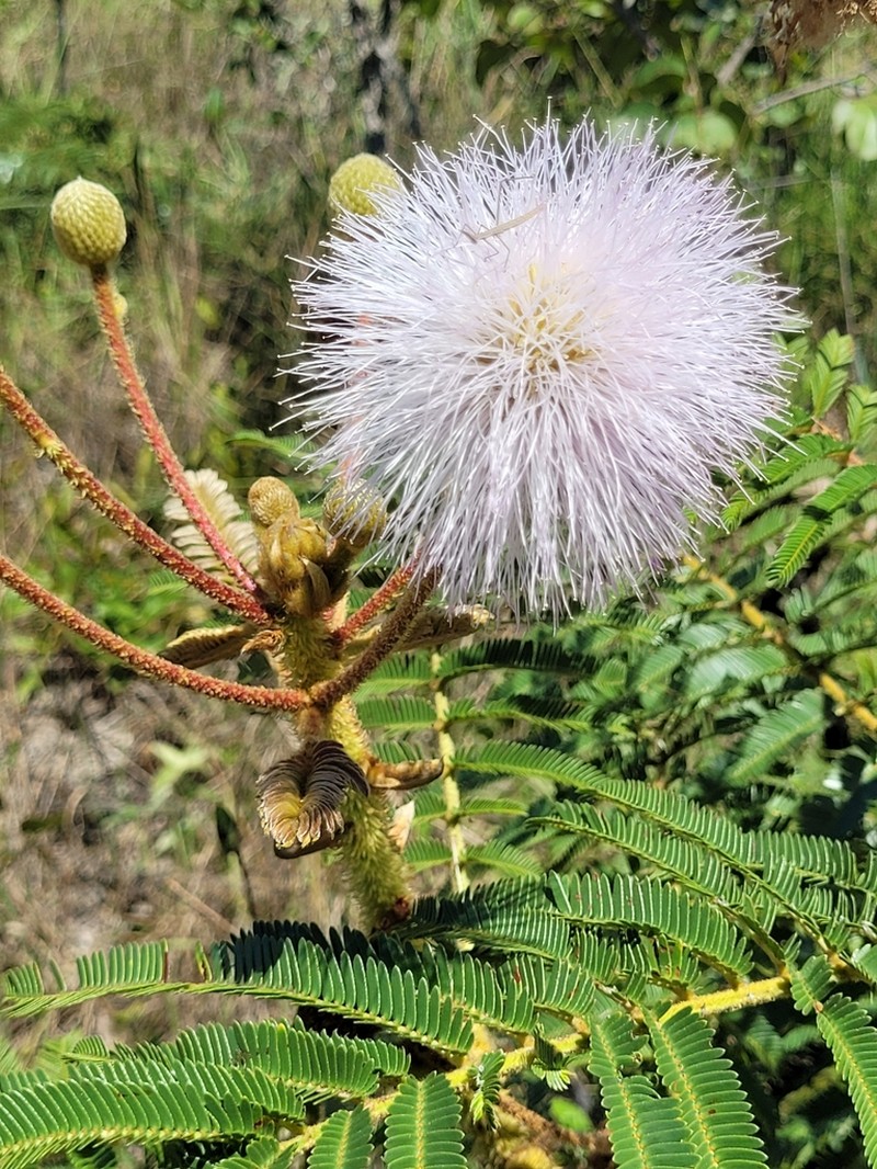 Mimosa regina photo 4
