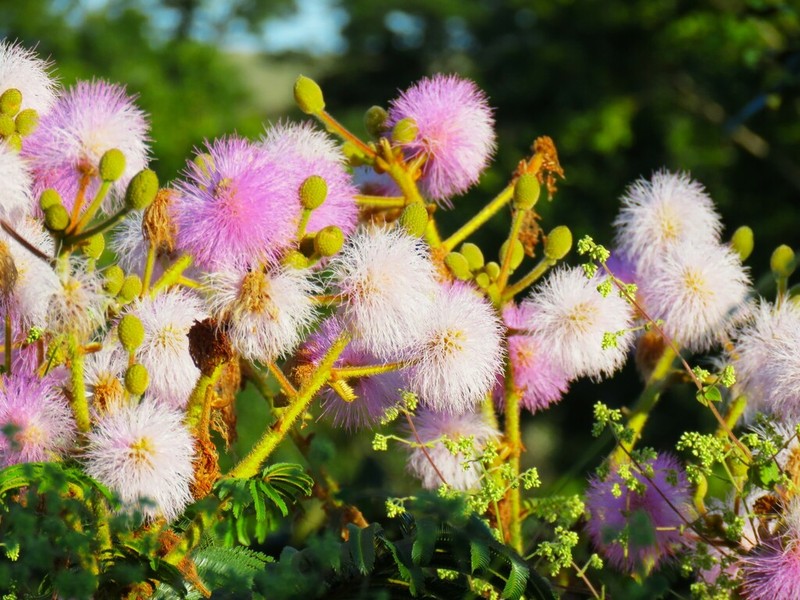 Mimosa regina photo 5