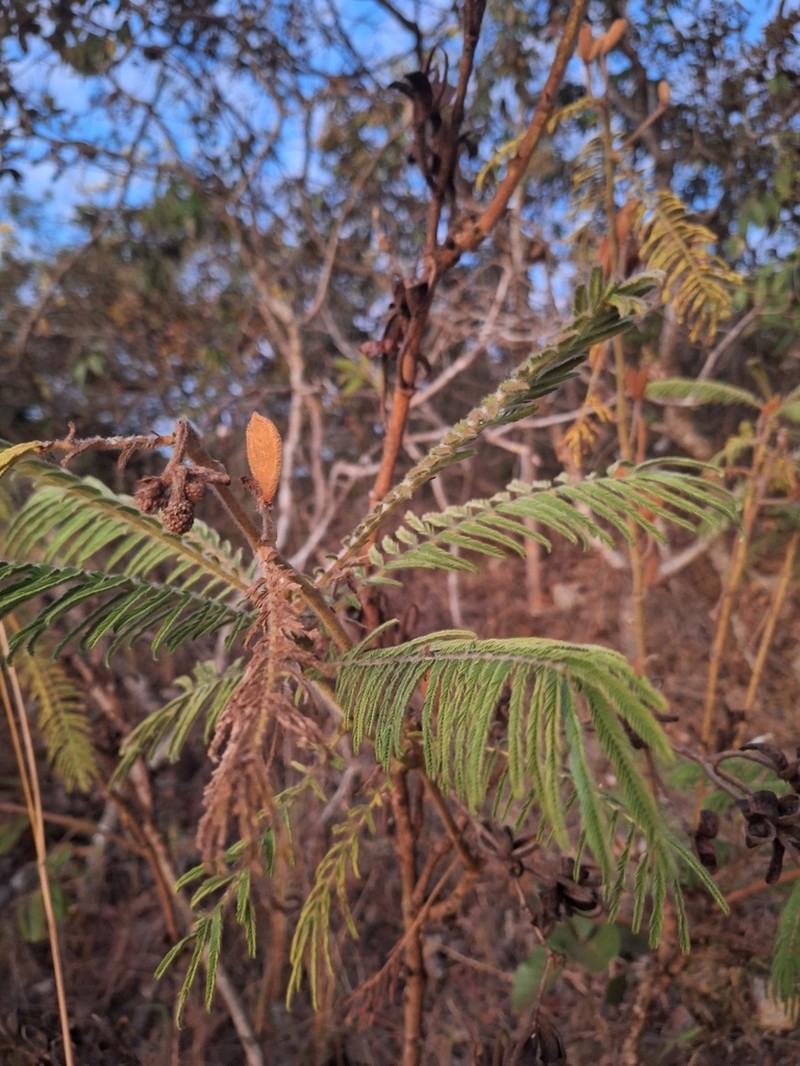 Mimosa regina photo 6