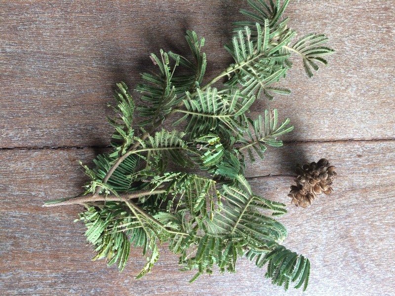 Mimosa regnellii photo 2