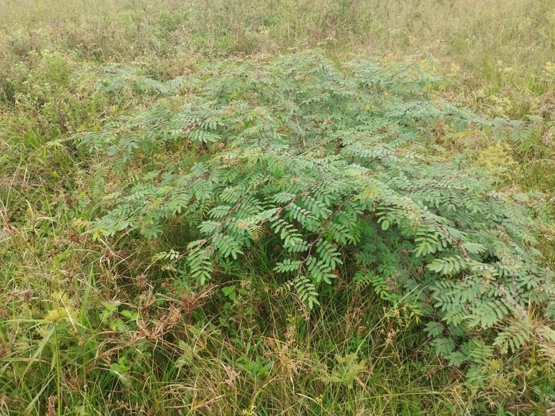 Mimosa regnellii photo 3