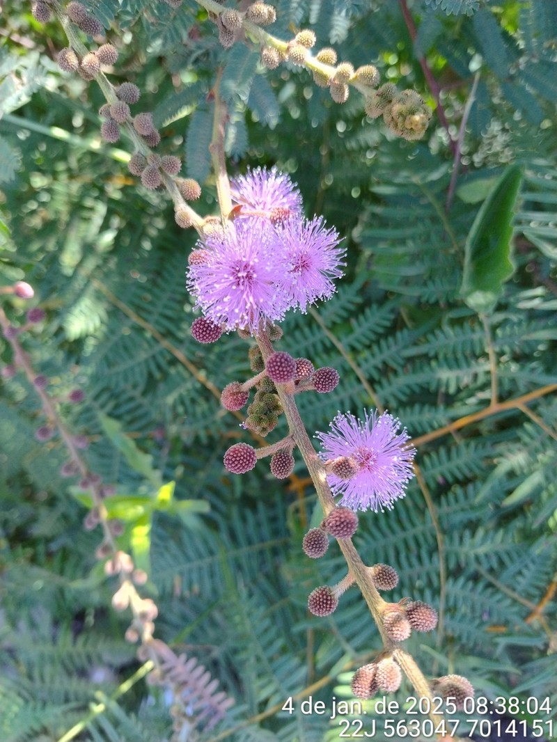 Mimosa regnellii photo 5