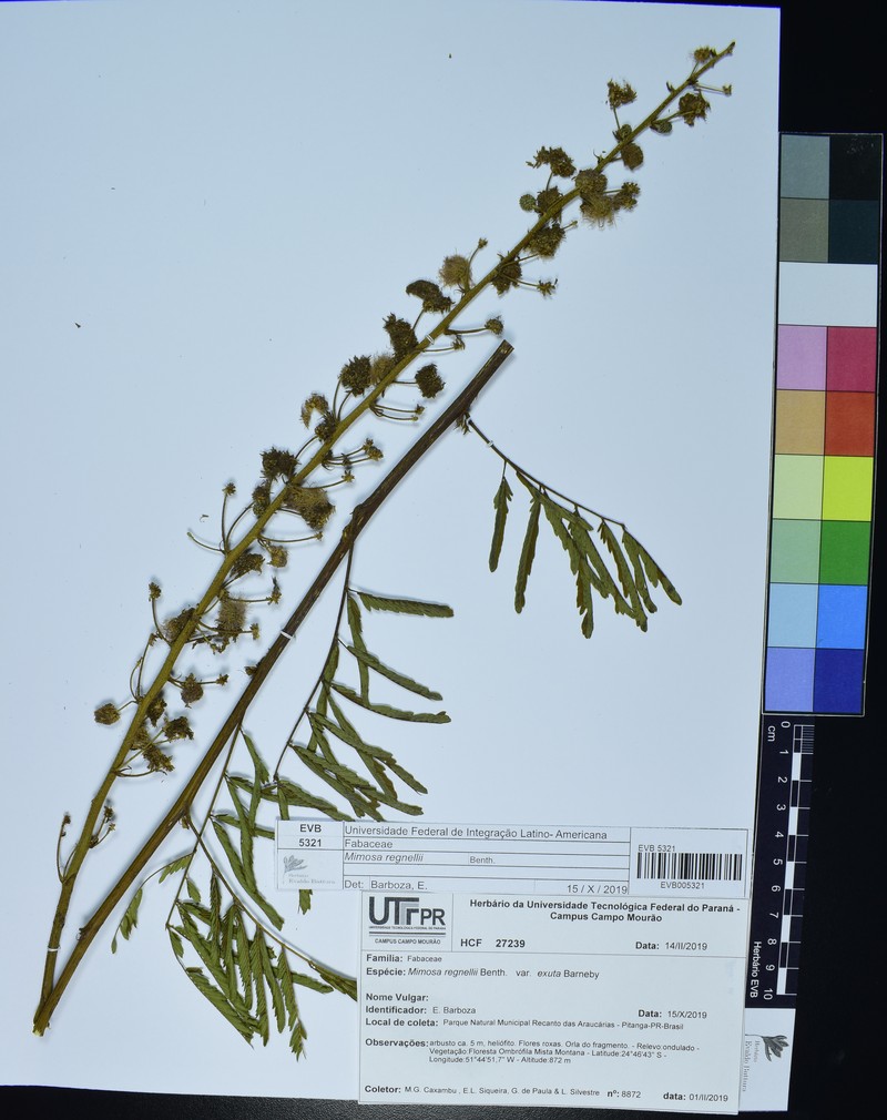 Mimosa regnellii photo 7