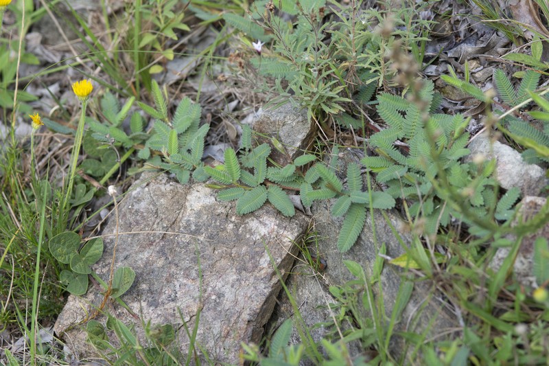 Mimosa reptans