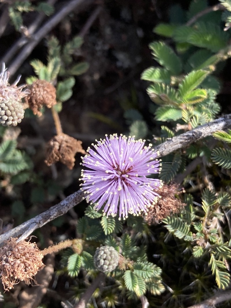 Mimosa reptans photo 3