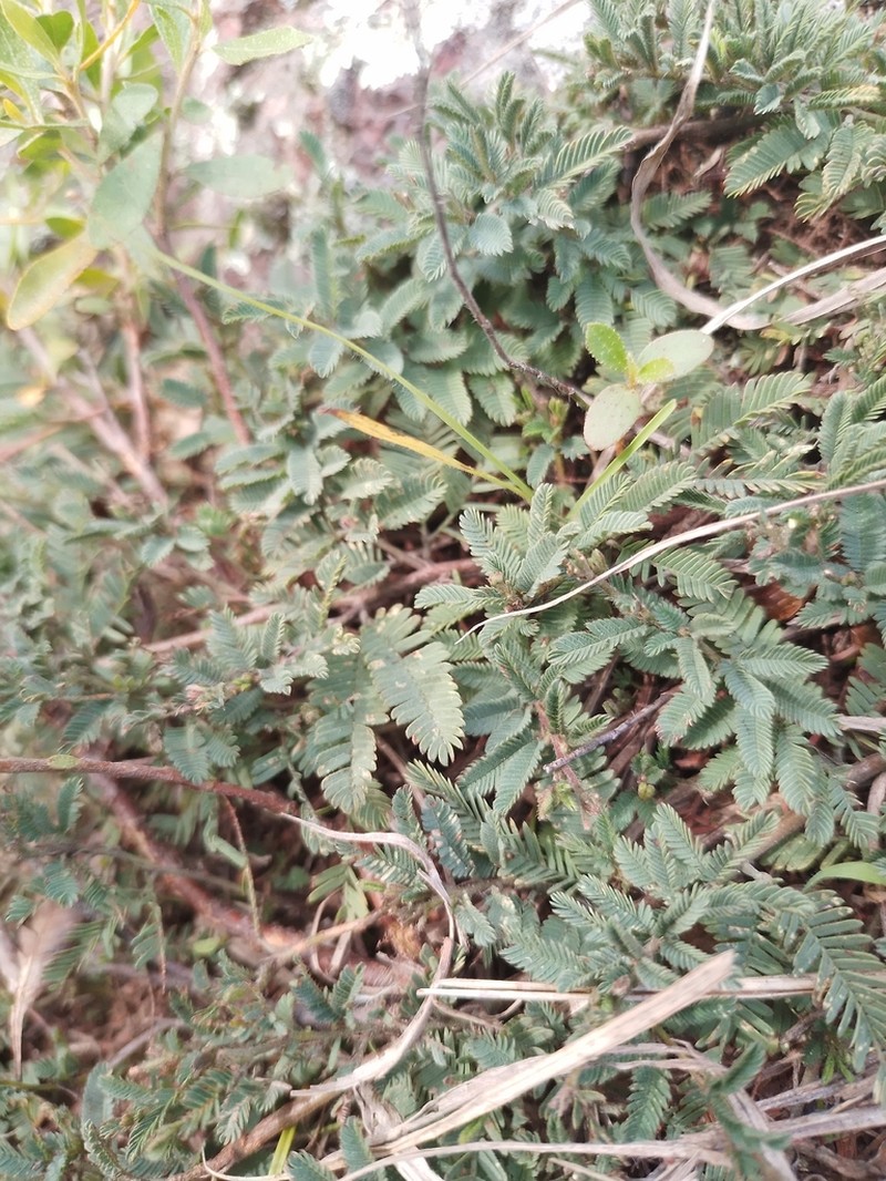 Mimosa reptans photo 4