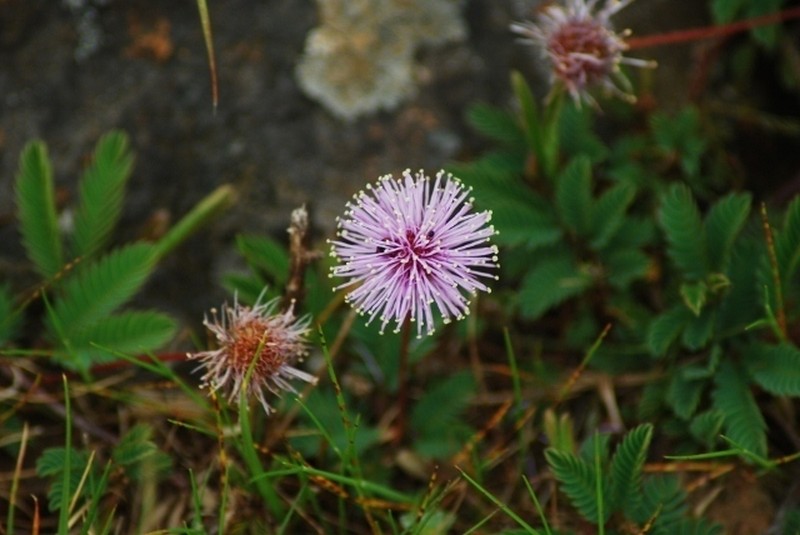 Mimosa reptans photo 5
