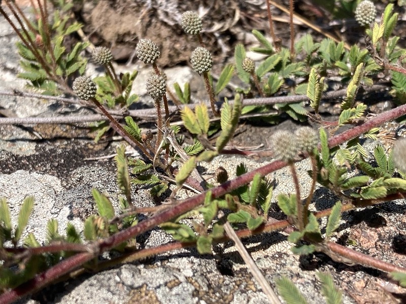 Mimosa reptans photo 6