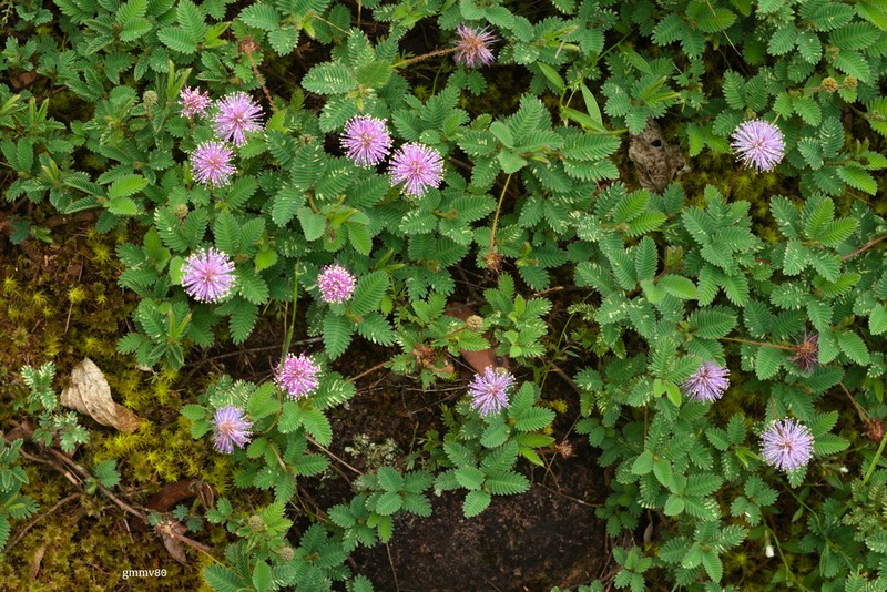 Mimosa reptans photo 7