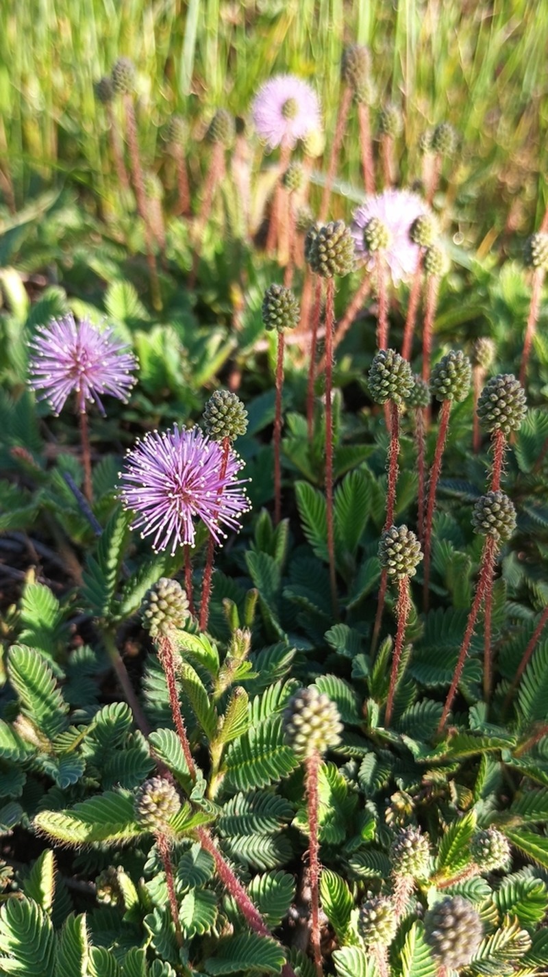 Mimosa reptans photo 8