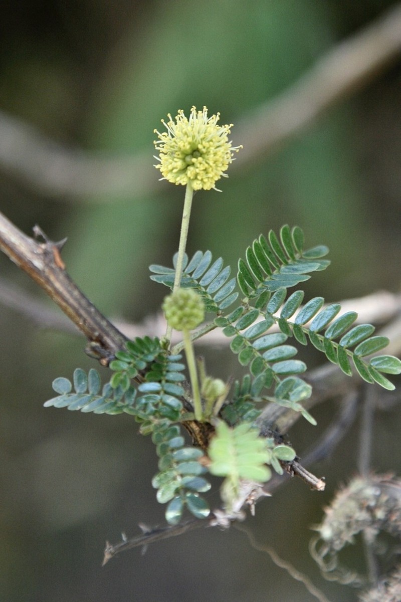 Mimosa revoluta