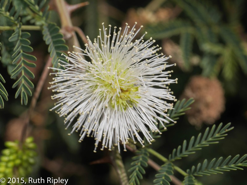 Mimosa revoluta photo 5
