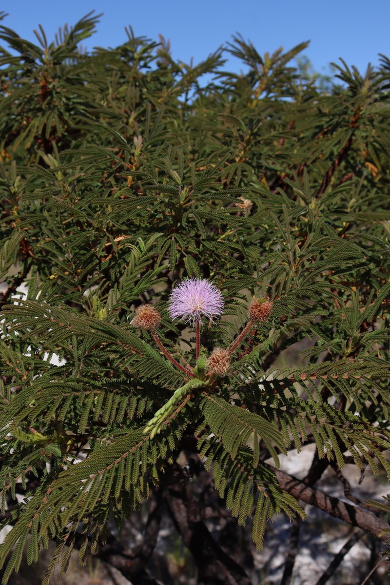 Mimosa rheiptera photo 2