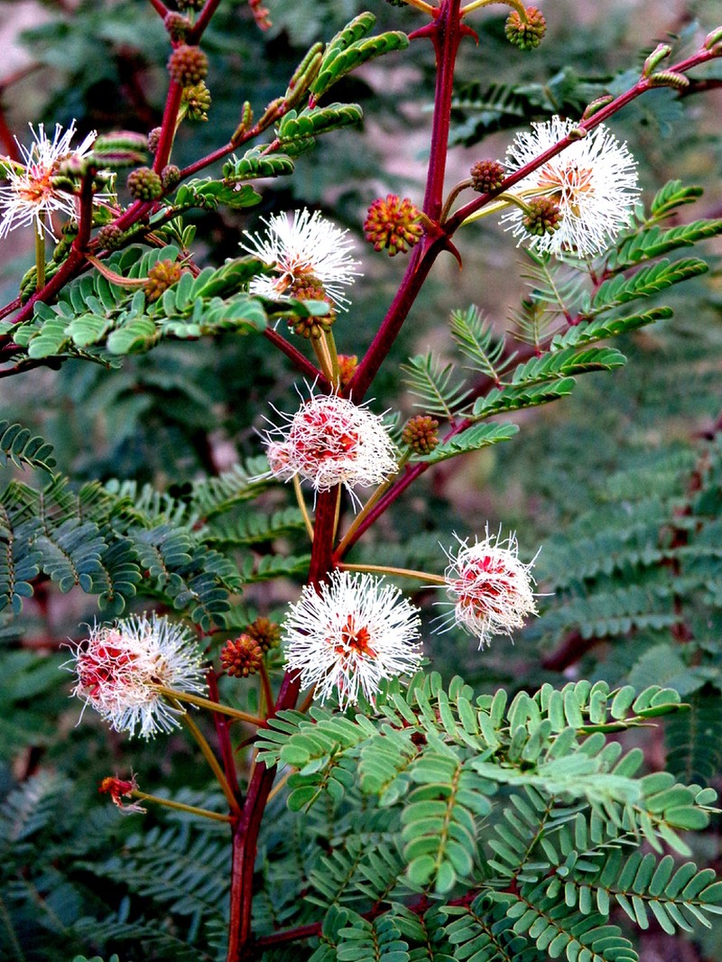 Mimosa rhodocarpa