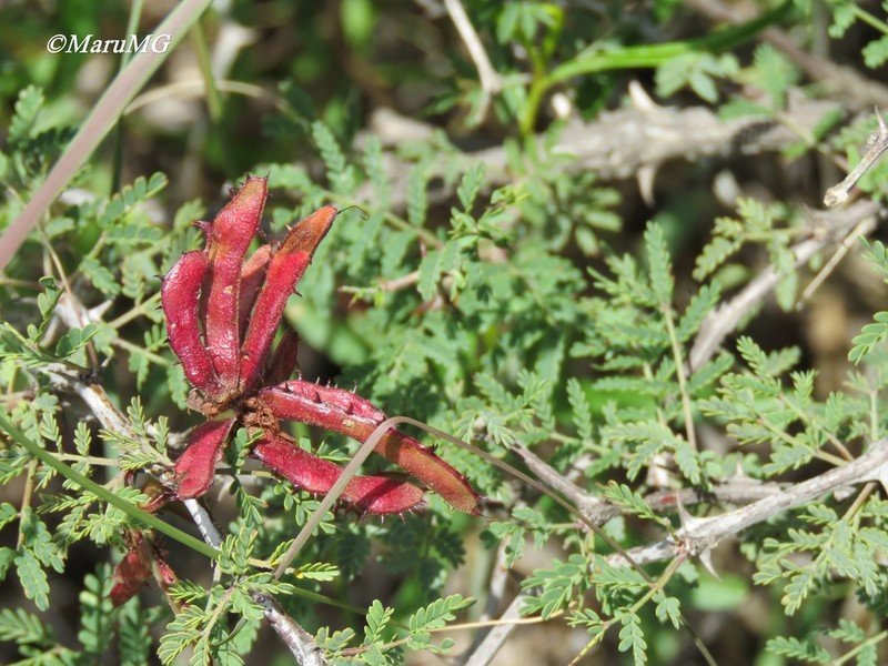 Mimosa rhodocarpa photo 2