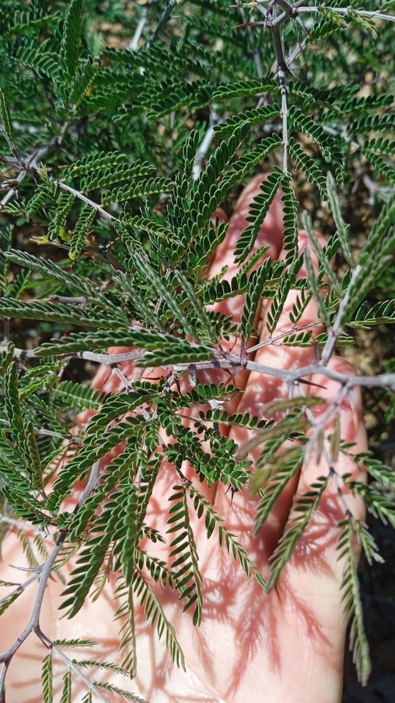 Mimosa rhodocarpa photo 3