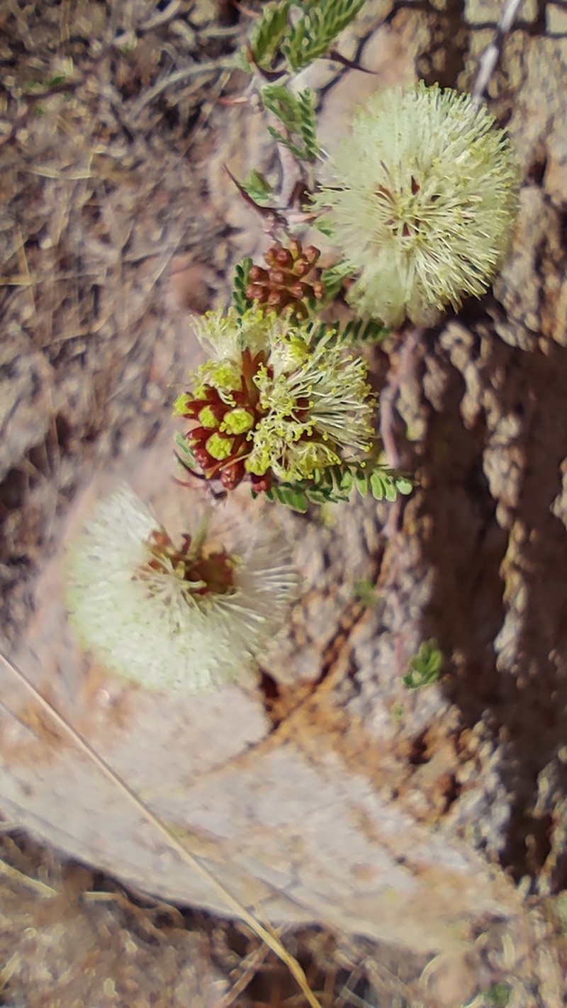Mimosa rhodocarpa photo 4