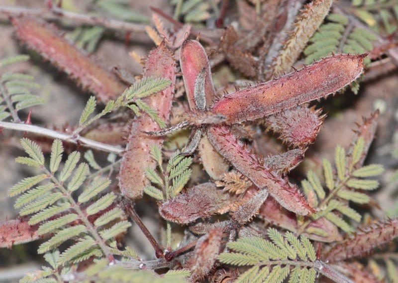 Mimosa rhodocarpa photo 5