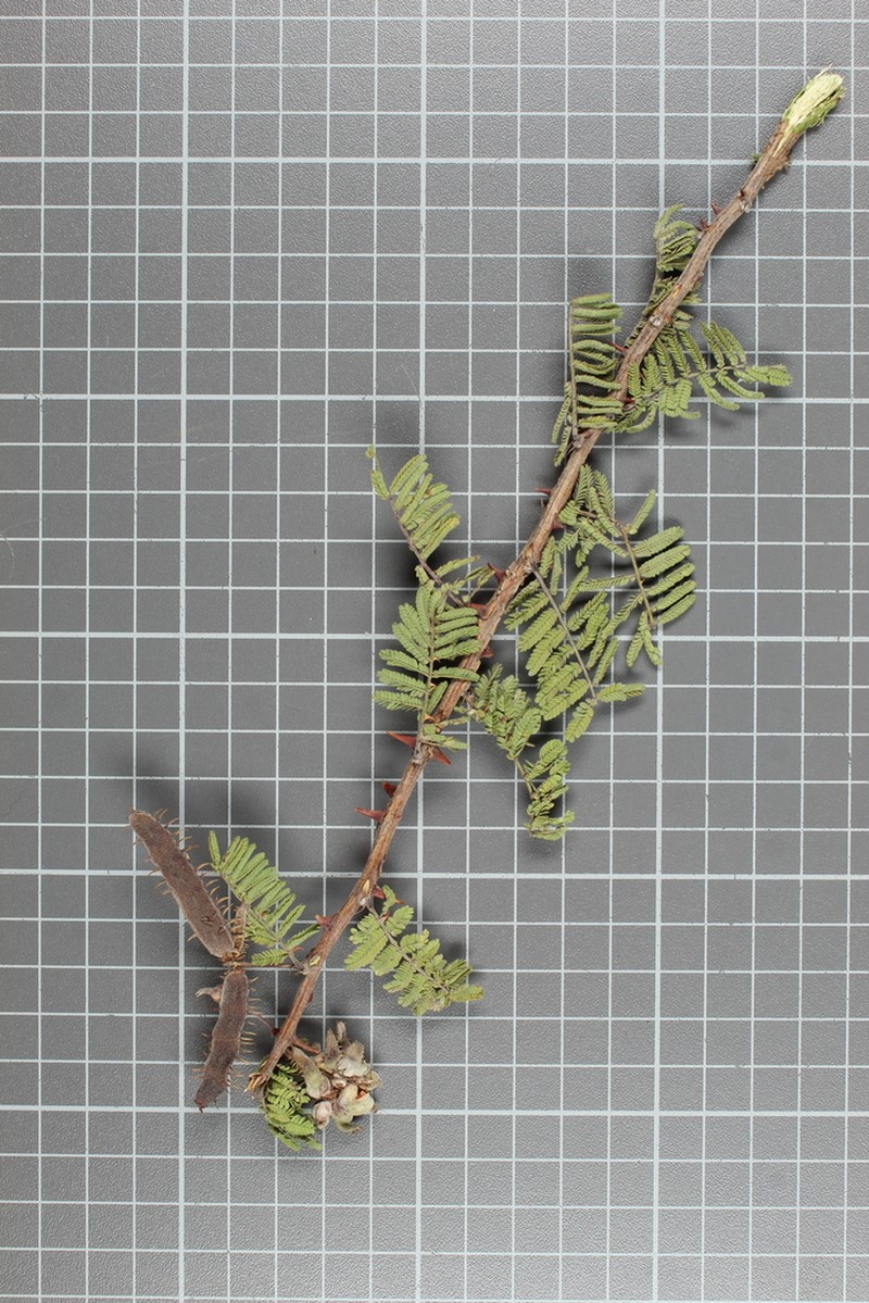 Mimosa rhodocarpa photo 7