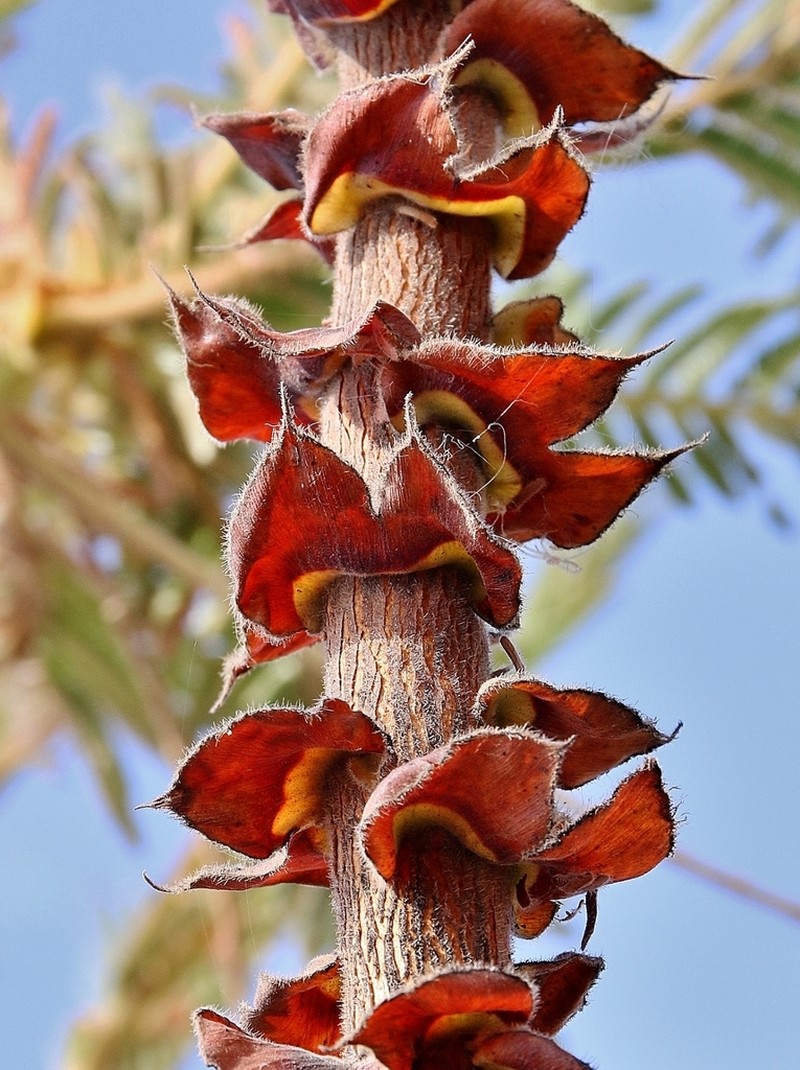 Mimosa rhodostegia