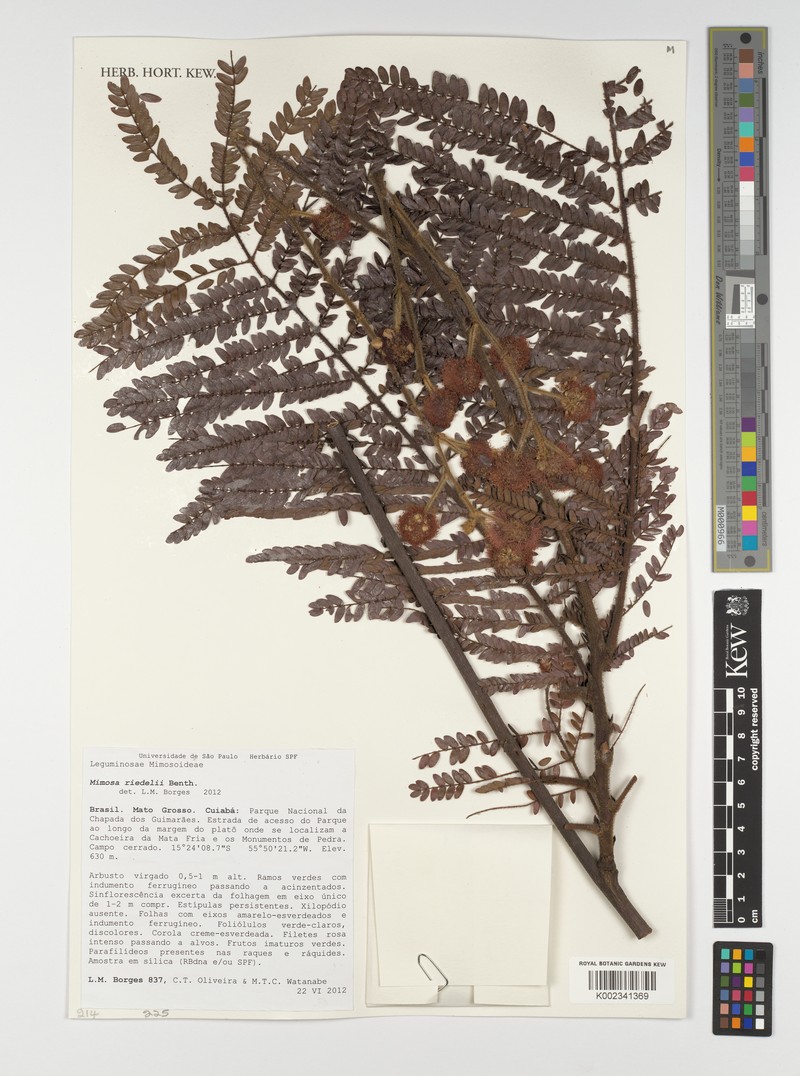 Mimosa riedelii