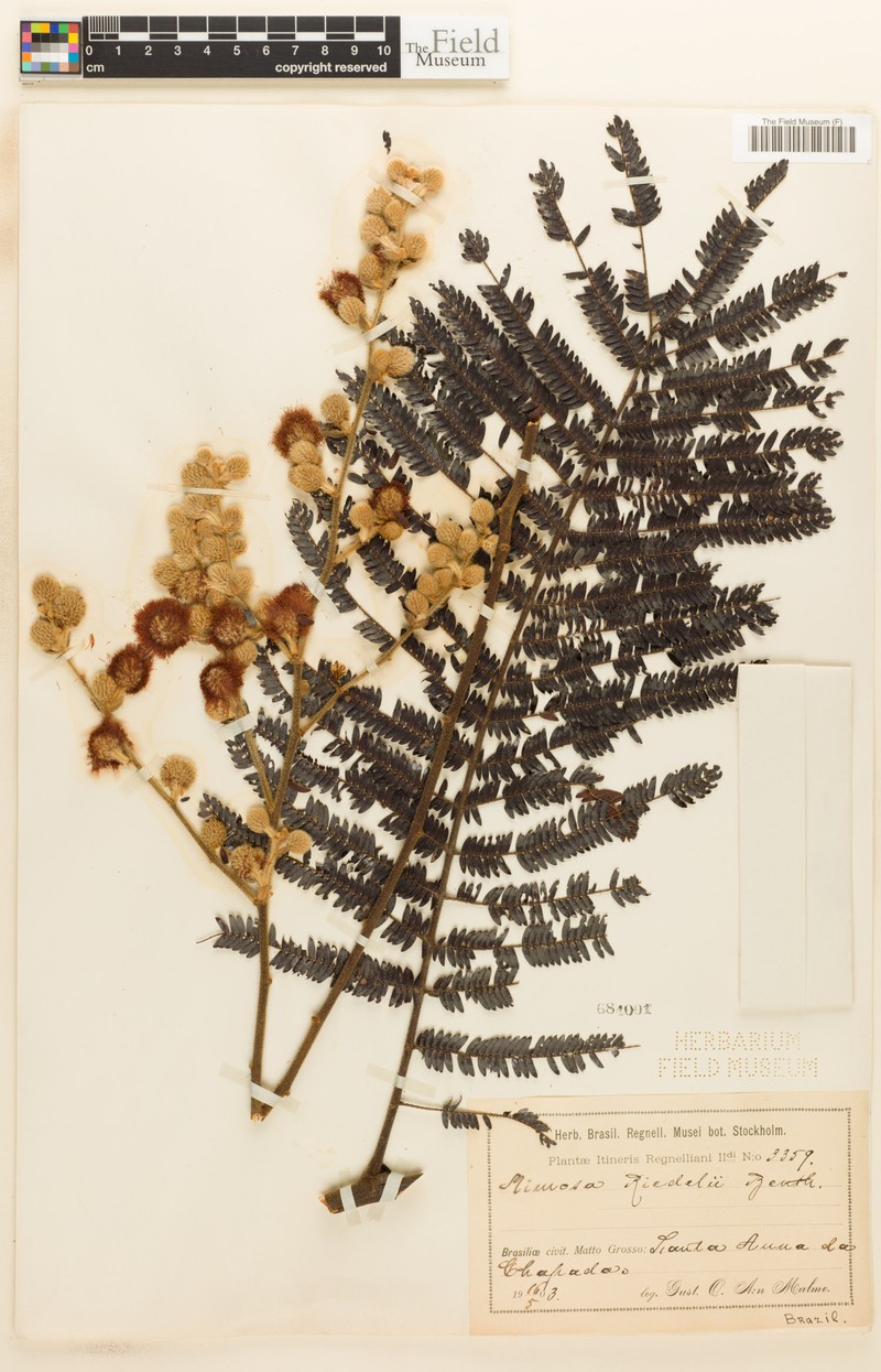 Mimosa riedelii photo 2