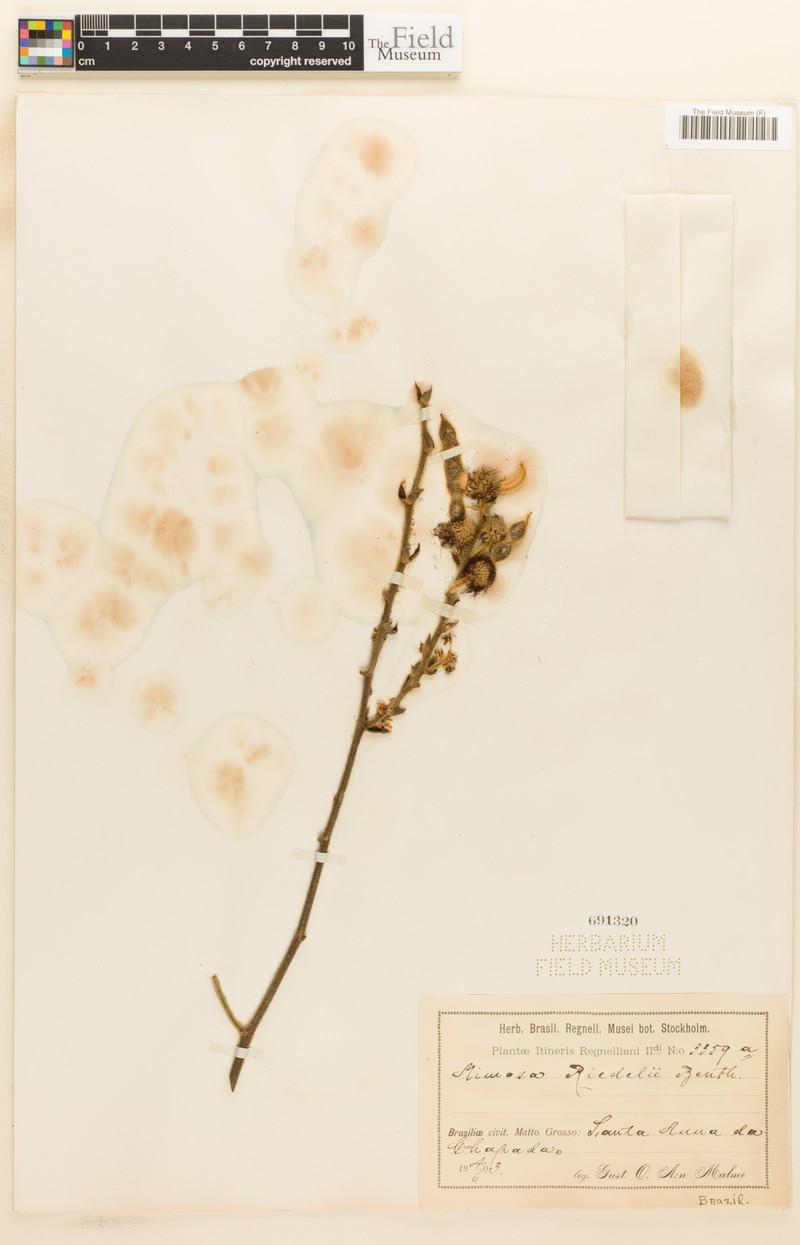 Mimosa riedelii photo 3