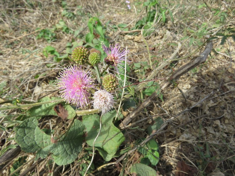 Mimosa robusta