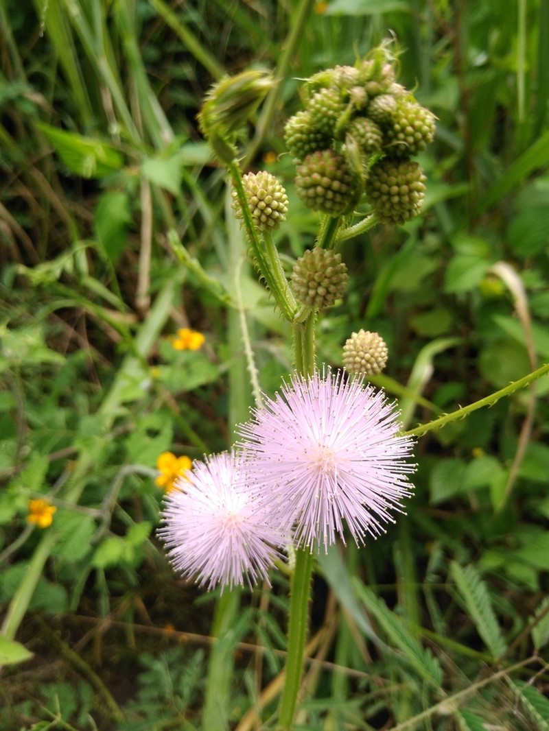 Mimosa robusta photo 2