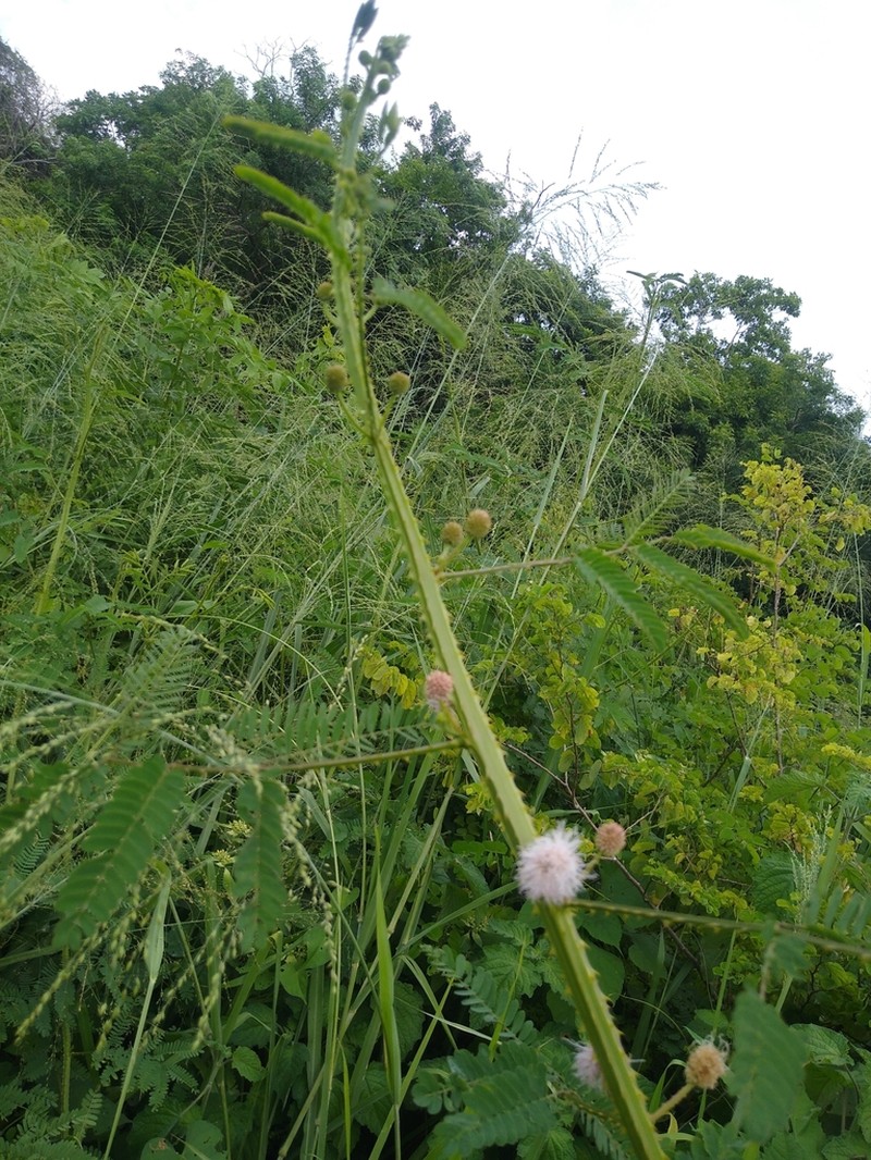 Mimosa robusta photo 3