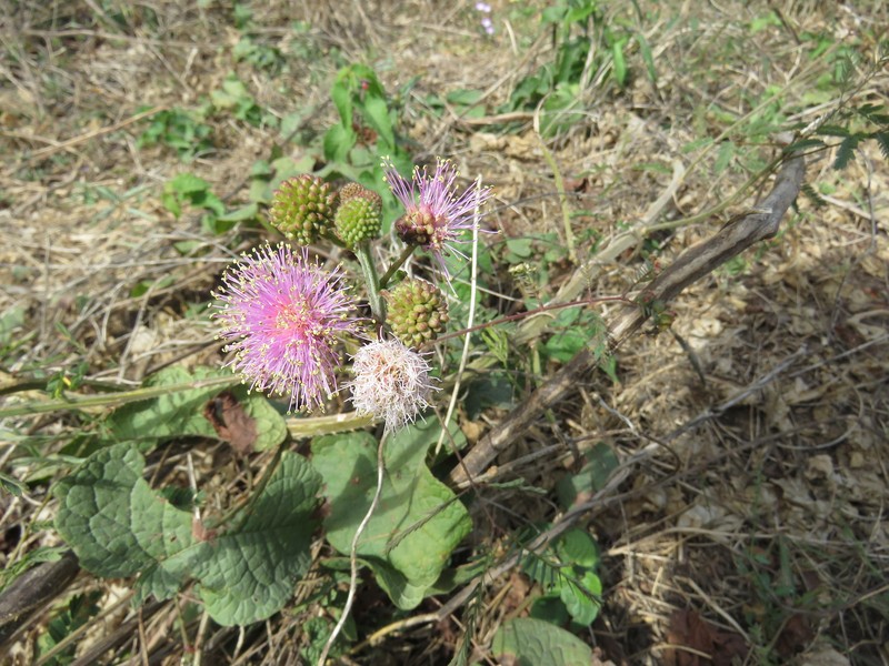 Mimosa robusta photo 4