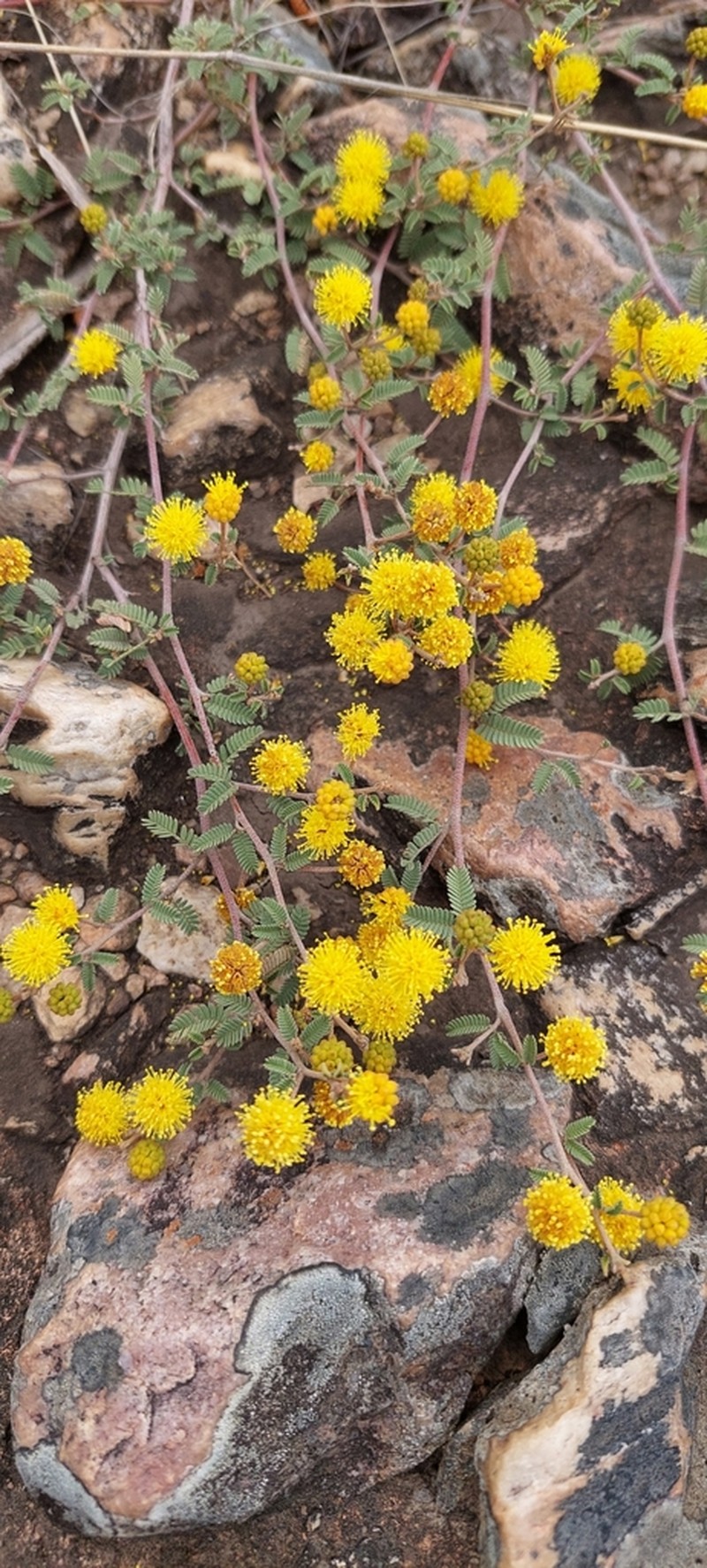 Mimosa rocae