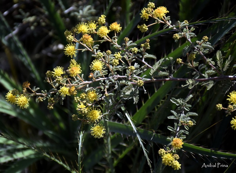 Mimosa rocae photo 2