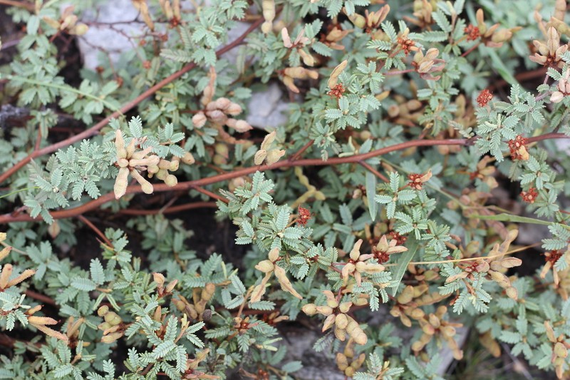 Mimosa rocae photo 3