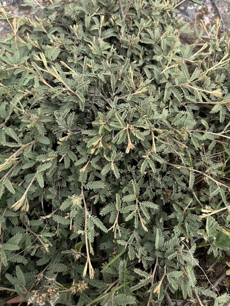 Mimosa rocae photo 4