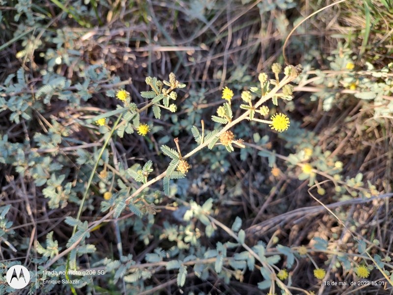 Mimosa rocae photo 5