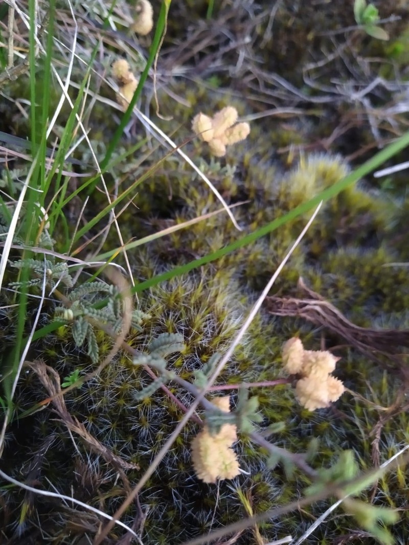Mimosa rocae photo 6