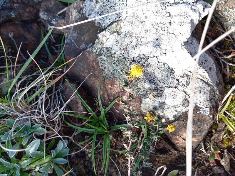 Mimosa rocae photo 7
