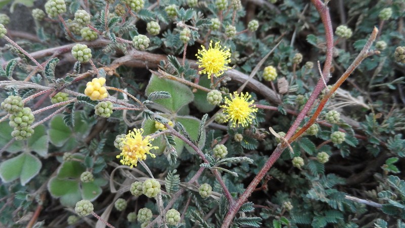 Mimosa rocae photo 8