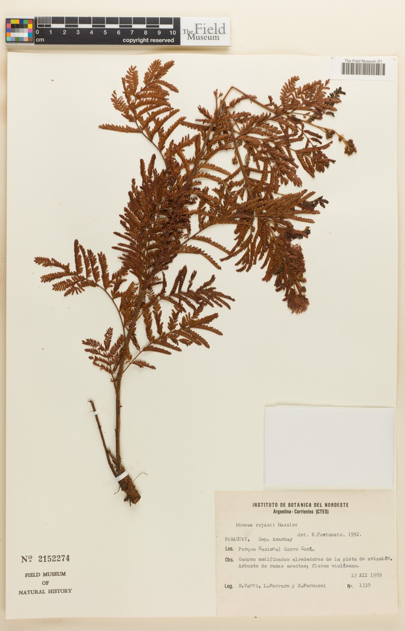 Mimosa rojasii