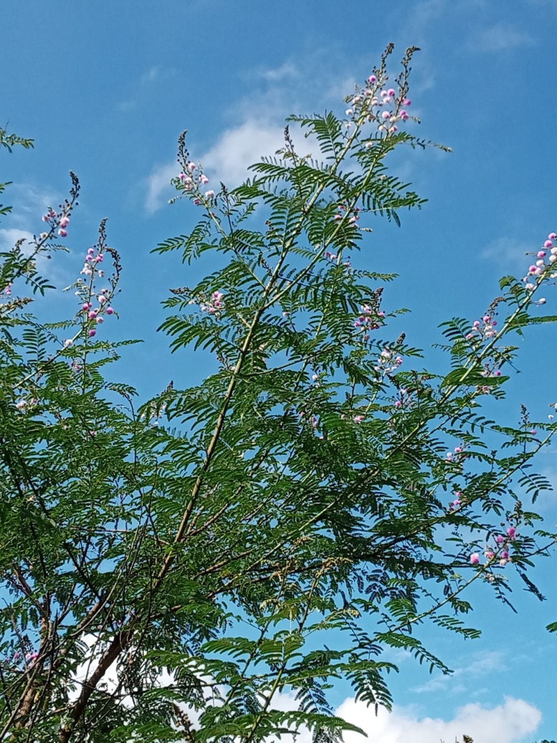 Mimosa rubicaulis