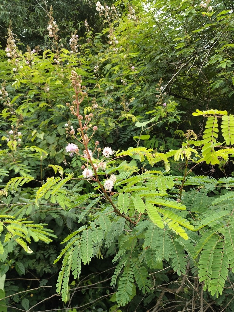 Mimosa rubicaulis photo 2