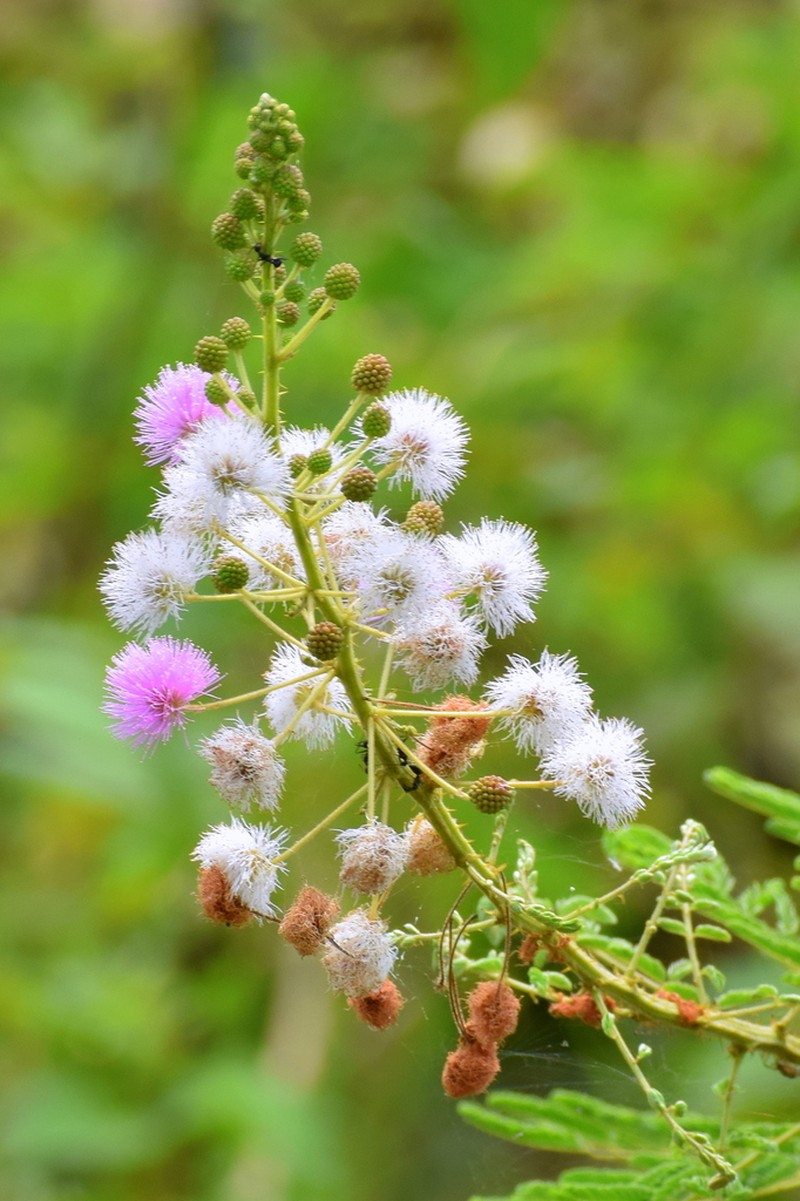 Mimosa rubicaulis photo 3