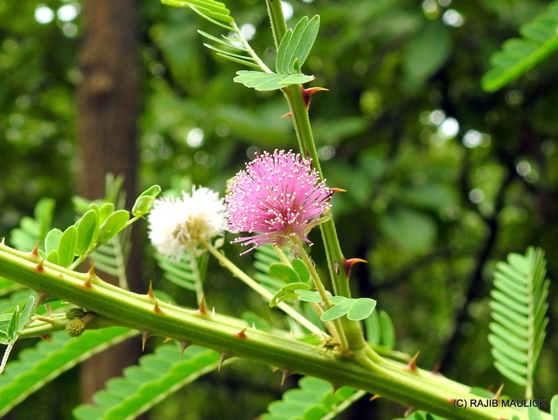Mimosa rubicaulis photo 4