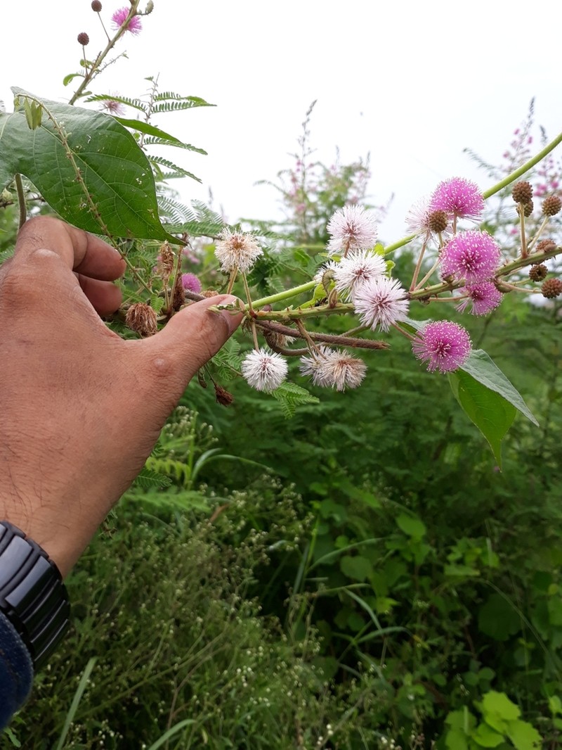 Mimosa rubicaulis photo 5