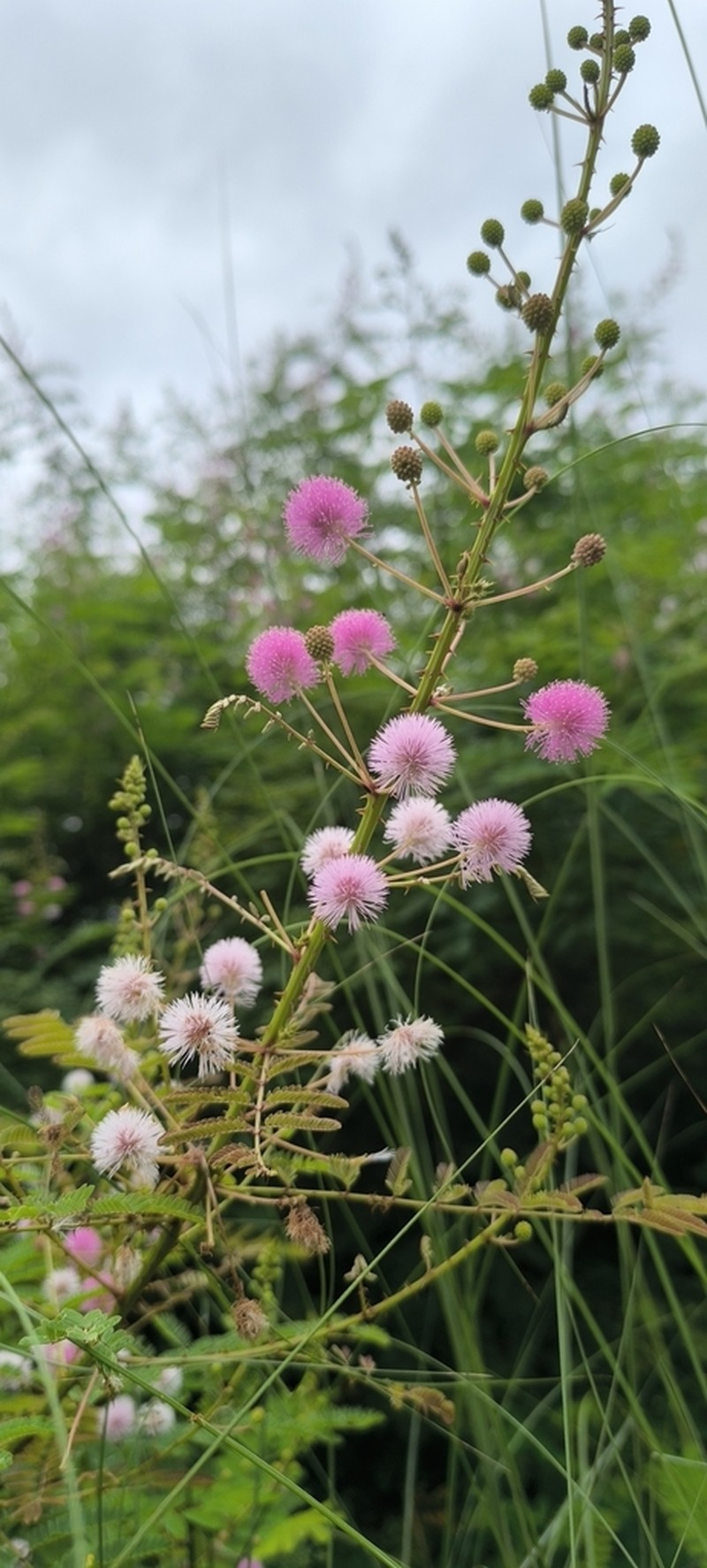 Mimosa rubicaulis photo 6