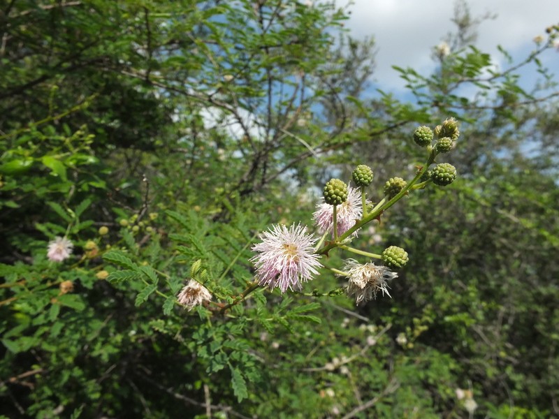 Mimosa rubicaulis photo 7