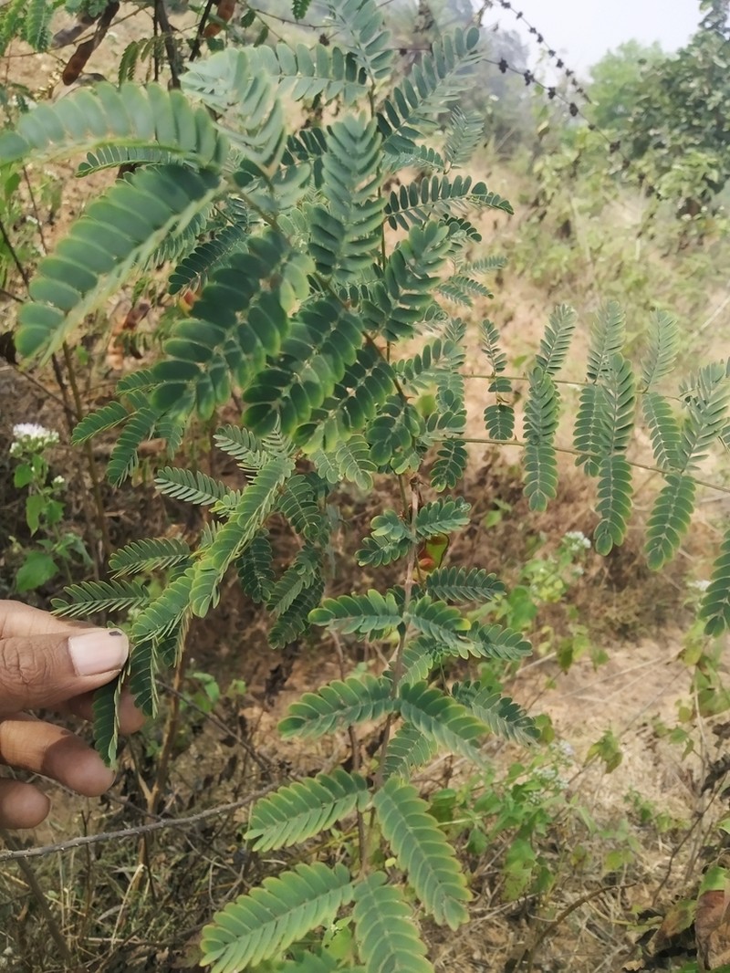 Mimosa rubicaulis photo 8